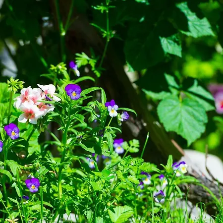 Grancharova 게스트하우스 반스코